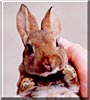 Comet the Mini Rex Rabbit