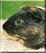 Brownie the Guinea Pig