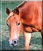 Charm the Quarter Horse