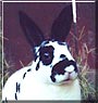 Skippy the Mini Rex Rabbit