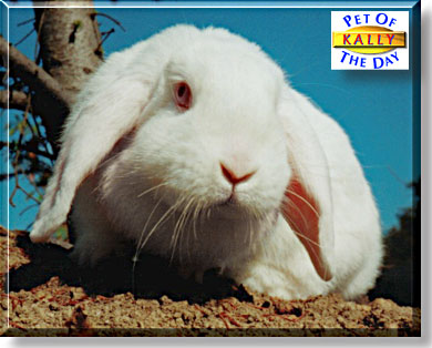 Kally, the Pet of the Day
