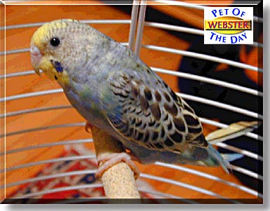 Webster, the Pet of the Day