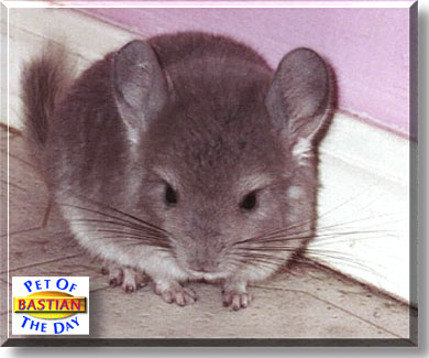Bastian, the Pet of the Day
