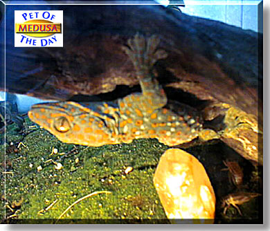 Medusa, the Pet of the Day