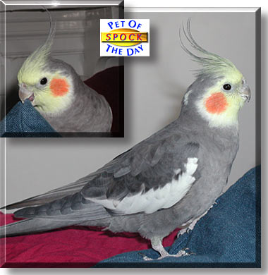 Spock, the Pet of the Day