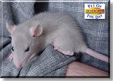Silvergrey, the Pet of the Day