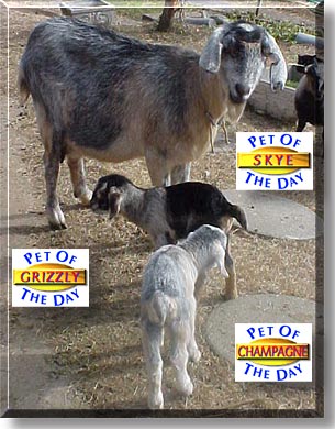 Skye, Champagne & Grizzly, the Pet of the Day