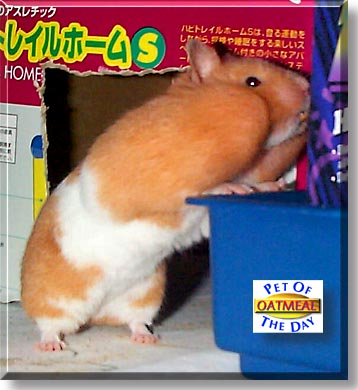 Oatmeal, the Pet of the Day