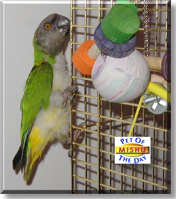 Mishu, the Pet of the Day