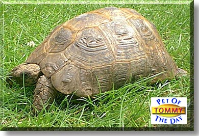 Tommy, the Pet of the Day