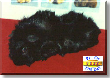 Buzz, the Pet of the Day