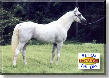 Nastalgia, the Pet of the Day