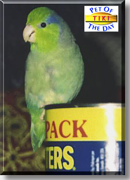 Tiki, the Pet of the Day