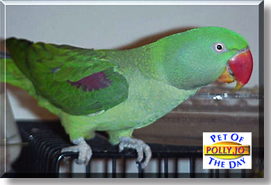 Polly Jo, the Pet of the Day
