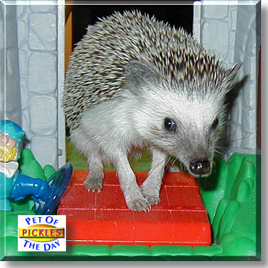 Pickles, the Pet of the Day