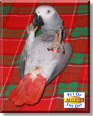 Mozie, the Pet of the Day