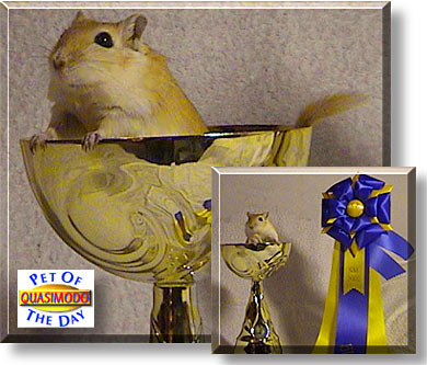Quasimodo, the Pet of the Day