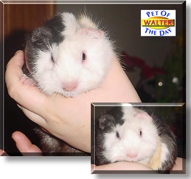 Walter, the Pet of the Day