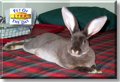 Lyra, the Pet of the Day
