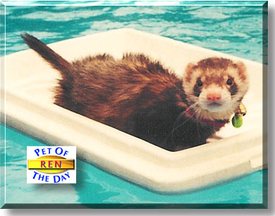 Ren, the Pet of the Day