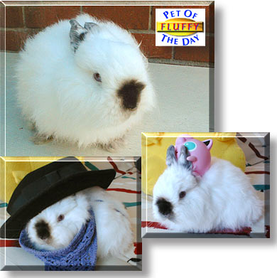Fluffy, the Pet of the Day