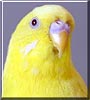 Edgar the Lutino Budgerigar