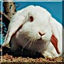 Kally the Holland Lop