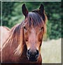 Prince the Thoroughbred horse