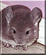 Bastian the Violet Chinchilla