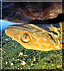 Medusa the Tokay Gecko