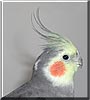 Spock the Cockatiel
