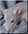 Silvergrey the Rat