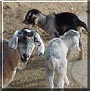 Skye, Champagne, Grizzly the Nubian goats