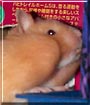 Oatmeal the Syrian