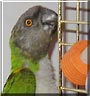 Mishu the Senegal Parrot