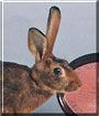 Harley the Belgian Hare