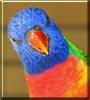 Rainbow the Rainbow Lorikeet