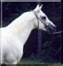Nastalgia the Arabian