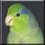 Tiki the Pacific Parrotlet