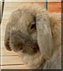 Mr. Chloe the French Lop