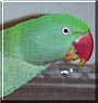 Polly Jo the Alexandrine Parakeet