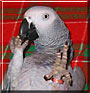 Mozie the African Grey Congo
