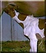 Secret the Paint Horse
