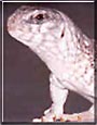 Lizzy the Desert Iguana