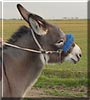 Bailey the Standard Donkey