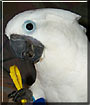 Carly the Umbrella Cockatoo