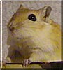 Quasimodo the Gerbil