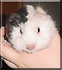 Walter the Guinea Pig