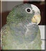 Tank the Whitecap Macaw Parrot