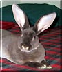 Lyra the Standard Rex Rabbit